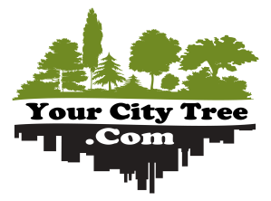 your city tree